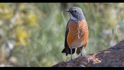 White-throated Robin