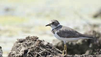 Little Ringed Plover