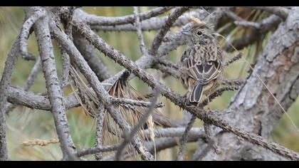 Rock Bunting