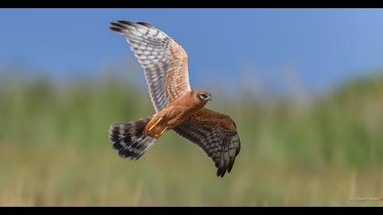 Montagu`s Harrier