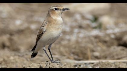 Northern Wheatear