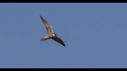 Eurasian Hobby