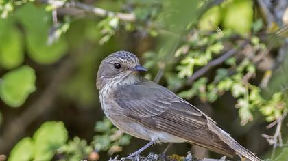 Spotted Flycatcher