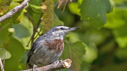 Krüper`s Nuthatch