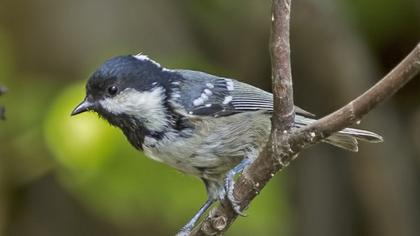 Marsh Tit