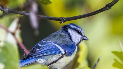 Eurasian Blue Tit