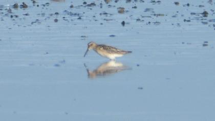 Broad-billed Sandpiper
