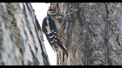 Great Spotted Woodpecker