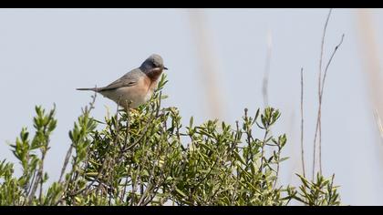 Subalpine Warbler