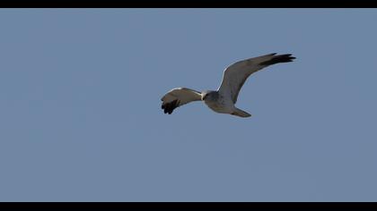 Pallid Harrier