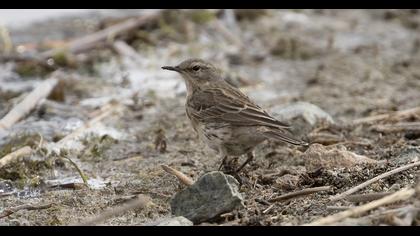 Water Pipit