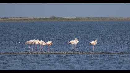 Greater Flamingo