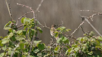 Sedge Warbler