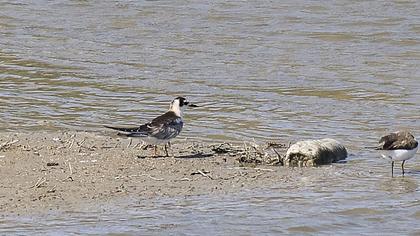 White-winged Tern