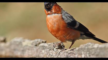 Eurasian Bullfinch
