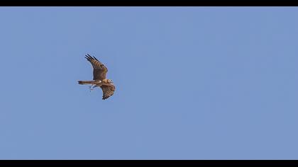 Montagu`s Harrier
