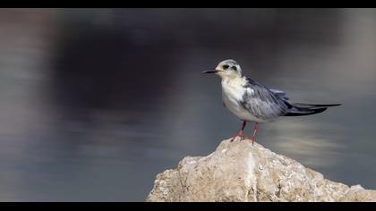 Gull-billed Tern