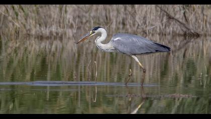 Grey Heron