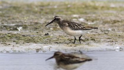 Broad-billed Sandpiper