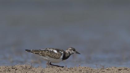 Ruddy Turnstone