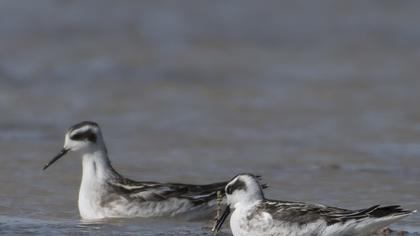 Red-necked Phalarope