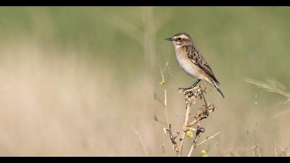 Whinchat