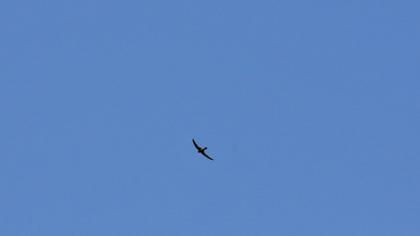 Pallid Swift