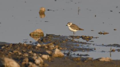 Kentish Plover