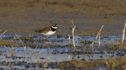 Common Ringed Plover