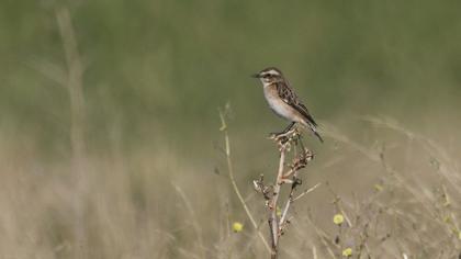 Whinchat