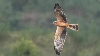 Montagu`s Harrier