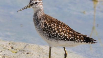 Wood Sandpiper