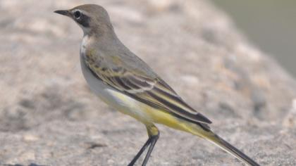 Western Yellow Wagtail