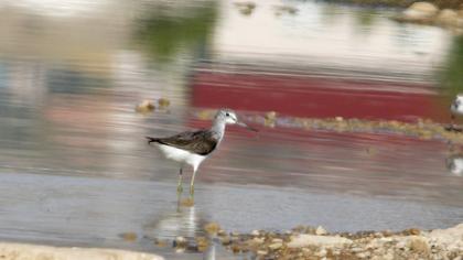 Common Greenshank