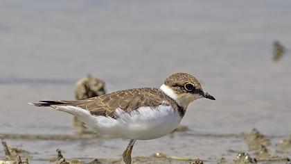 Little Ringed Plover