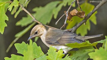 Garden Warbler