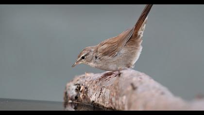 Cetti`s Warbler