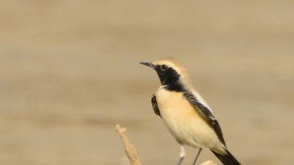 Desert Wheatear
