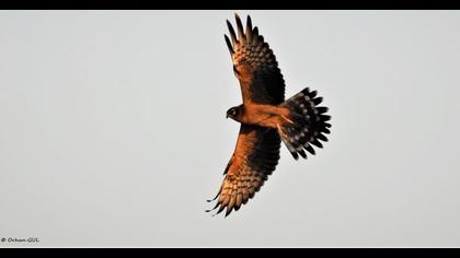Montagu`s Harrier