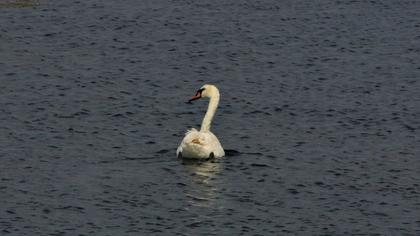Mute Swan