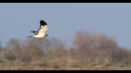Hen Harrier