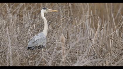 Grey Heron
