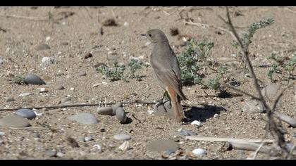 Black Redstart