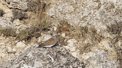 European Turtle Dove