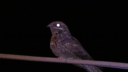 European Nightjar