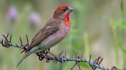 Common Rosefinch