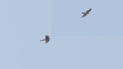 Eurasian Sparrowhawk