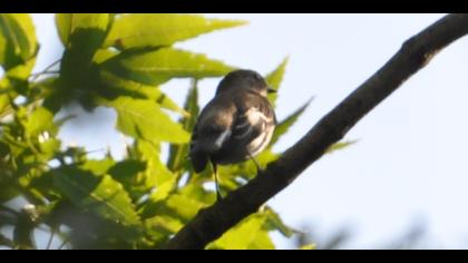 Semicollared Flycatcher