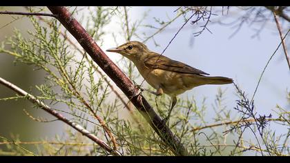 Çalı kamışçını
