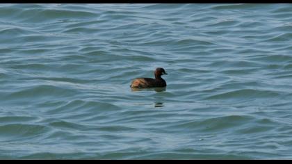 Little Grebe
